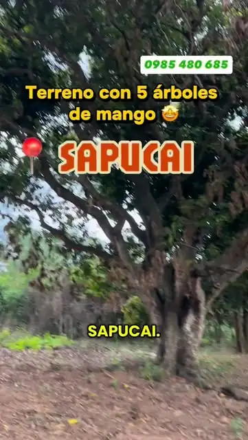 Terreno en Sapucai con árboles de mango grandes